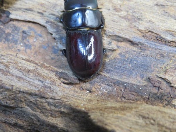 画像3: 稀少種☆WF3☆カツラオオクワガタssp♂30.2ミリ♀25.3ミリ新成虫ペア販売！！ (3)