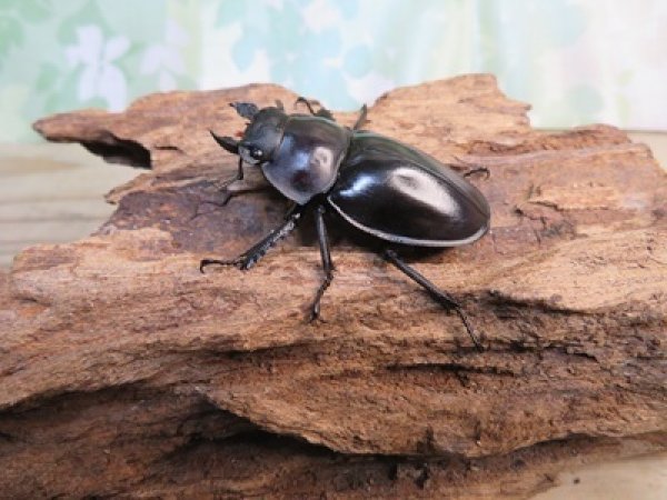 画像4: ☆新成虫☆ヤエヤママルバネクワガタ♀46ミリ単品販売！！ (4)