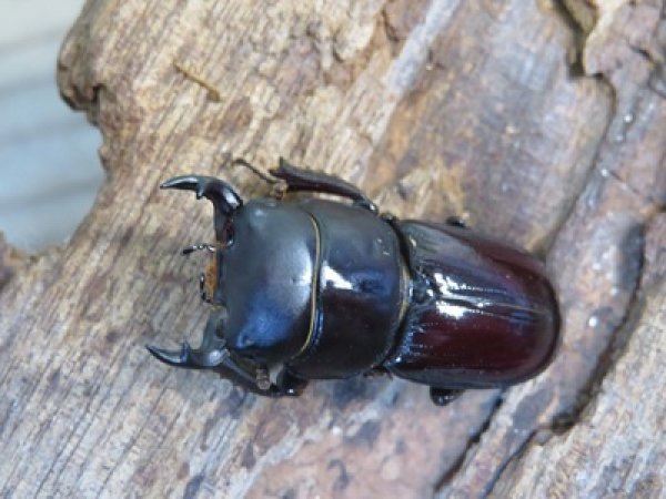 画像2: 稀少種☆WF3☆カツラオオクワガタssp♂30.2ミリ♀25.3ミリ新成虫ペア販売！！ (2)