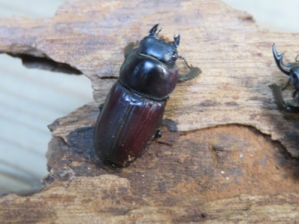 画像4: 稀少種☆WF3☆カツラオオクワガタssp♂30.2ミリ♀25.3ミリ新成虫ペア販売！！ (4)