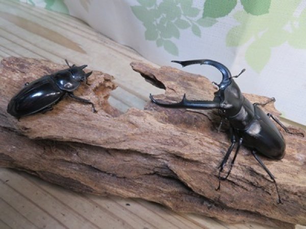 画像5: ☆新成虫☆マンディブラリスフタマタクワガタ（黒化型）♂85ミリ♀45ミリペア販売！！ (5)