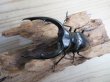 画像2: ☆新成虫☆マンディブラリスフタマタクワガタ（黒化型）♂85ミリ♀45ミリペア販売！！ (2)