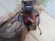 画像3: ☆新成虫☆マンディブラリスフタマタクワガタ（赤マンディ）♂81ミリ♀42ミリペア販売！！ (3)