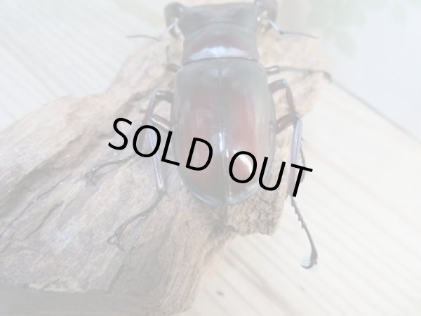 画像3: ☆新成虫☆マンディブラリスフタマタクワガタ（赤マンディ）♂81ミリ♀42ミリペア販売！！ (3)