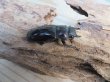 画像4: ☆新成虫☆マンディブラリスフタマタクワガタ（赤マンディ）♂81ミリ♀42ミリペア販売！！ (4)