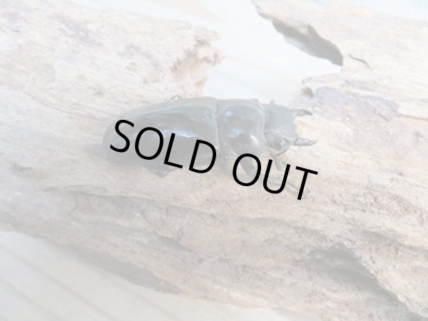 画像4: ☆新成虫☆マンディブラリスフタマタクワガタ（赤マンディ）♂81ミリ♀42ミリペア販売！！ (4)