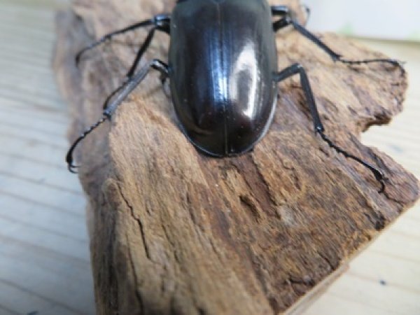 画像3: ☆新成虫☆マンディブラリスフタマタクワガタ（黒化型）♂85ミリ♀45ミリペア販売！！ (3)