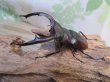 画像1: ☆新成虫☆マンディブラリスフタマタクワガタ（赤マンディ）♂81ミリ♀42ミリペア販売！！ (1)
