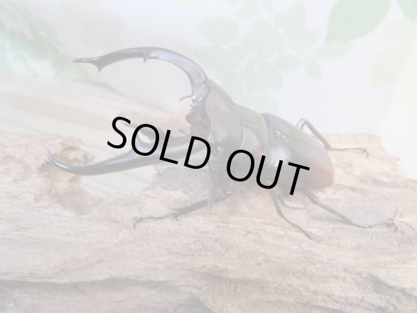 画像1: ☆新成虫☆マンディブラリスフタマタクワガタ（赤マンディ）♂81ミリ♀42ミリペア販売！！ (1)