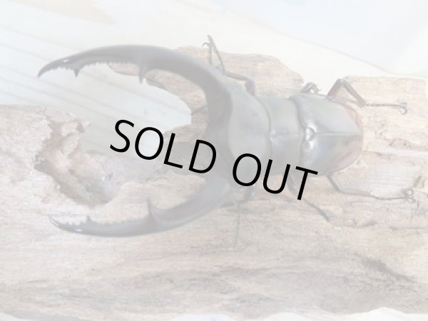 画像2: ☆新成虫☆マンディブラリスフタマタクワガタ（赤マンディ）♂81ミリ♀42ミリペア販売！！ (2)