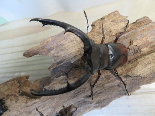 画像2: ☆新成虫☆マンディブラリスフタマタクワガタ（赤マンディ）♂79ミリ♀44ミリペア＋♀41ミリ計3頭トリオ販売！！ (2)