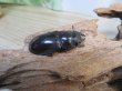画像5: ☆新成虫☆マンディブラリスフタマタクワガタ（赤マンディ）♂79ミリ♀44ミリペア＋♀41ミリ計3頭トリオ販売！！ (5)