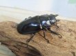 画像5: ☆新成虫☆ボーリンフタマタクワガタ（亜種バミノルム）♂70ミリ♀47ミリペア＋♀43ミリ計3頭トリオ販売！！ (5)
