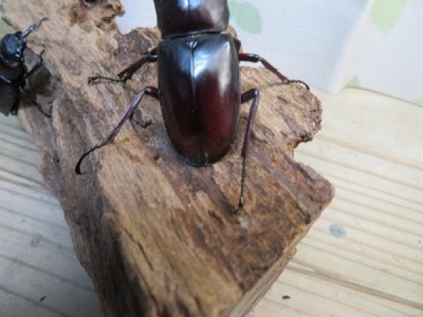 画像3: ☆新成虫☆マンディブラリスフタマタクワガタ（赤マンディ）♂79ミリ♀44ミリペア＋♀41ミリ計3頭トリオ販売！！ (3)