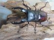 画像2: ☆新成虫☆ボーリンフタマタクワガタ（亜種バミノルム）♂70ミリ♀47ミリペア＋♀43ミリ計3頭トリオ販売！！ (2)
