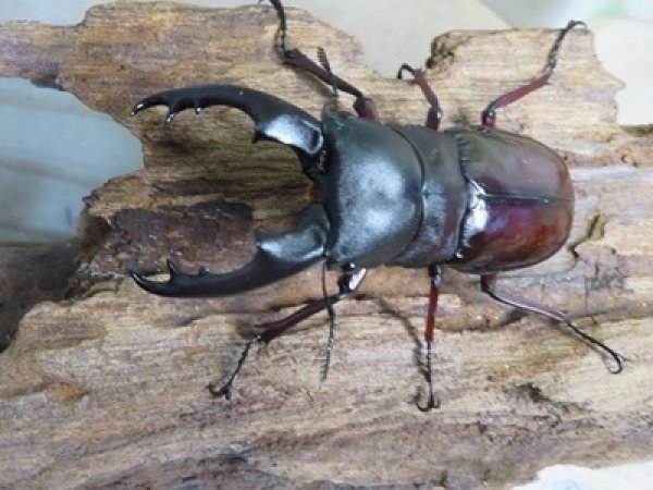 画像2: ☆新成虫☆ボーリンフタマタクワガタ（亜種バミノルム）♂70ミリ♀47ミリペア＋♀43ミリ計3頭トリオ販売！！ (2)