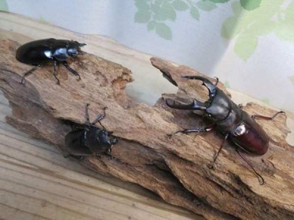 画像6: ☆新成虫☆ボーリンフタマタクワガタ（亜種バミノルム）♂70ミリ♀47ミリペア＋♀43ミリ計3頭トリオ販売！！ (6)