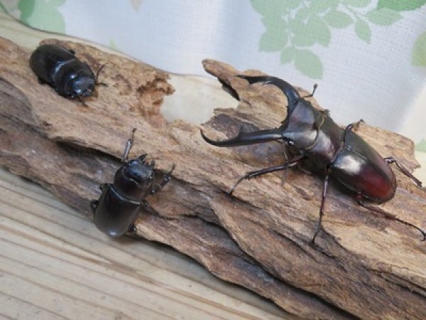 画像6: ☆新成虫☆マンディブラリスフタマタクワガタ（赤マンディ）♂79ミリ♀44ミリペア＋♀41ミリ計3頭トリオ販売！！ (6)