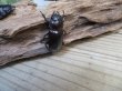画像4: ☆新成虫☆マンディブラリスフタマタクワガタ（赤マンディ）♂79ミリ♀44ミリペア＋♀41ミリ計3頭トリオ販売！！ (4)