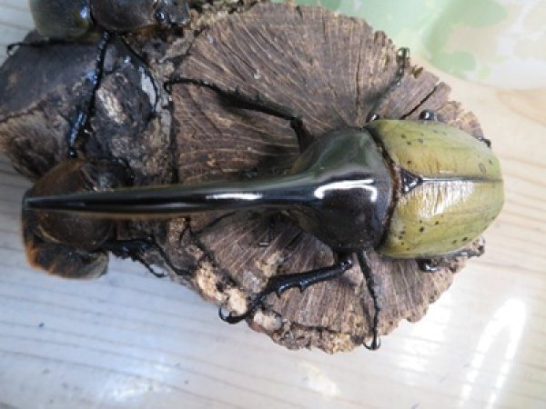 画像2: ☆新成虫☆D.H.ヘラクレス♂110ミリ♀60ミリupペア＋♀60ミリup計3頭セット販売！！ (2)