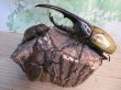 画像6: ☆新成虫☆D.H.ヘラクレス♂142ミリ♀60ミリupペア＋♀60ミリup計3頭セット販売！！ (6)