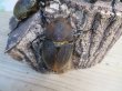 画像4: ☆新成虫☆D.H.ヘラクレス♂110ミリ♀60ミリupペア＋♀60ミリup計3頭セット販売！！ (4)