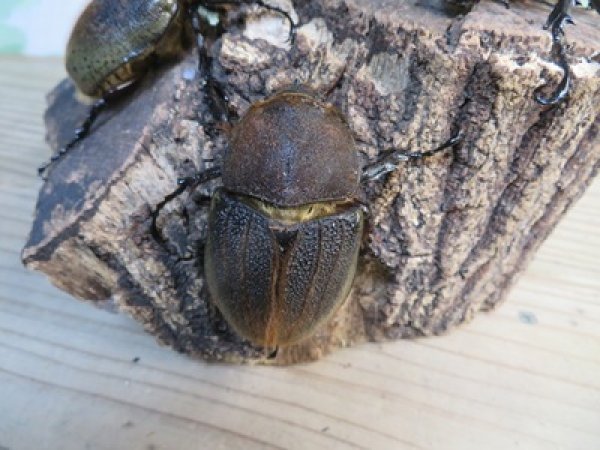 画像4: ☆新成虫☆D.H.ヘラクレス♂110ミリ♀60ミリupペア＋♀60ミリup計3頭セット販売！！ (4)