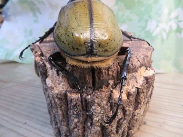 画像3: ☆新成虫☆D.H.ヘラクレス♂142ミリ♀60ミリupペア＋♀60ミリup計3頭セット販売！！ (3)