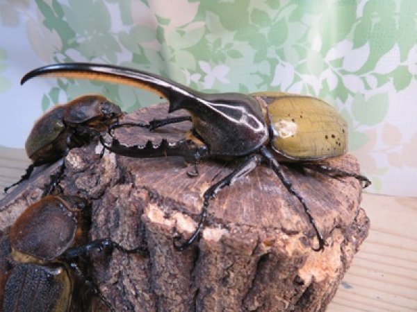 画像1: ☆新成虫☆D.H.ヘラクレス♂110ミリ♀60ミリupペア＋♀60ミリup計3頭セット販売！！ (1)