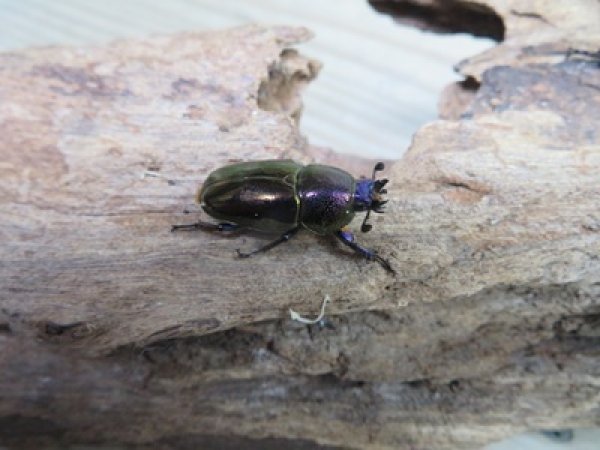 画像4: 新成虫☆ブルー血統☆パプアキンイロクワガタ♂♀フリーサイズペア販売！！ (4)