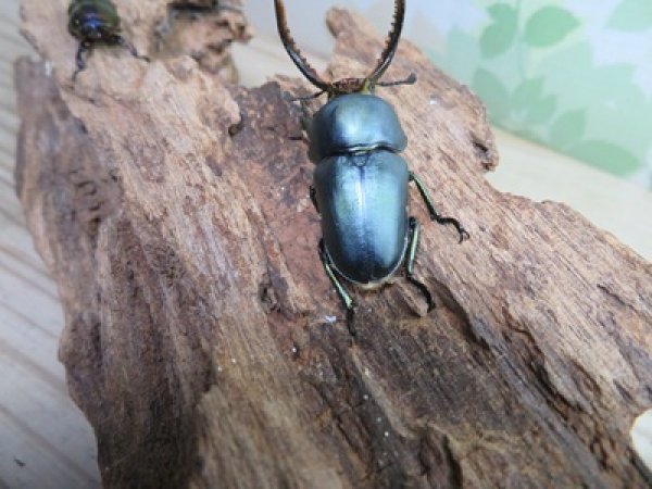 画像3: 新成虫☆ブルー血統☆パプアキンイロクワガタ♂♀フリーサイズペア販売！！ (3)