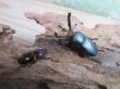 画像5: 新成虫☆ブルー血統☆パプアキンイロクワガタ♂♀フリーサイズペア販売！！ (5)