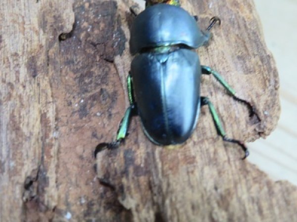 画像3: 新成虫☆ブルー血統☆パプアキンイロクワガタ♂♀フリーサイズペア販売！！ (3)