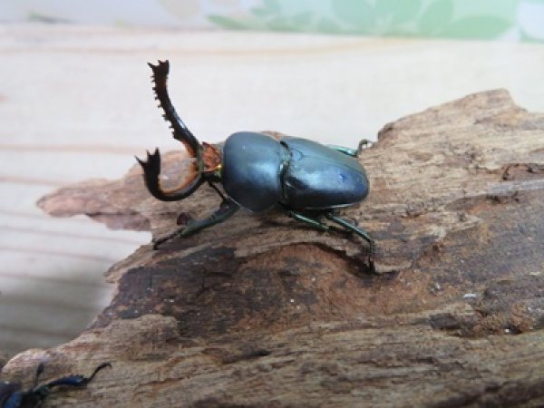 画像1: 新成虫☆ブルー血統☆パプアキンイロクワガタ♂♀フリーサイズペア販売！！ (1)