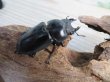 画像4: ☆稀少産地☆ネパレンシスコクワガタssp♂69ミリ♀46ミリ新成虫ペア販売！！ (4)