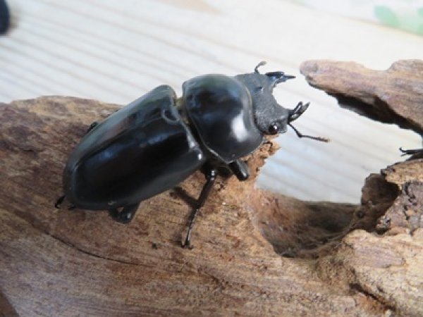 画像4: ☆稀少産地☆ネパレンシスコクワガタssp♂69ミリ♀46ミリ新成虫ペア販売！！ (4)