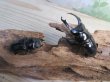 画像5: ☆稀少産地☆ネパレンシスコクワガタssp♂69ミリ♀46ミリ新成虫ペア販売！！ (5)