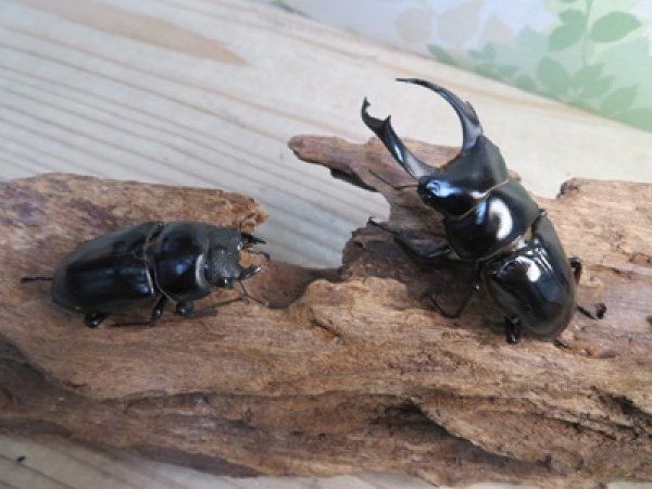 画像5: ☆稀少産地☆ネパレンシスコクワガタssp♂69ミリ♀46ミリ新成虫ペア販売！！ (5)