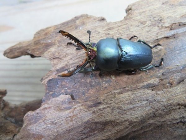 画像2: 新成虫☆ブルー血統☆パプアキンイロクワガタ♂♀フリーサイズペア販売！！ (2)