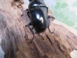 画像3: ☆稀少産地☆ネパレンシスコクワガタssp♂69ミリ♀46ミリ新成虫ペア販売！！ (3)