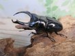 画像1: ☆稀少産地☆ネパレンシスコクワガタssp♂69ミリ♀46ミリ新成虫ペア販売！！ (1)