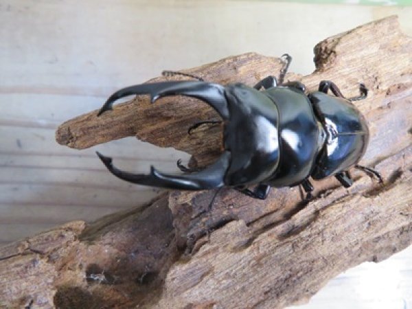画像2: ☆稀少産地☆ネパレンシスコクワガタssp♂69ミリ♀46ミリ新成虫ペア販売！！ (2)