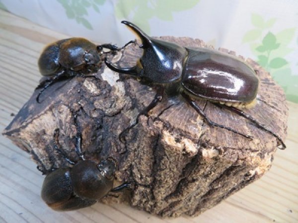 画像6: ☆新成虫☆D.H.レイディ♂75ミリ♀フリーサイズペア＋♀フリーサイズ計3頭トリオ販売！！ (6)