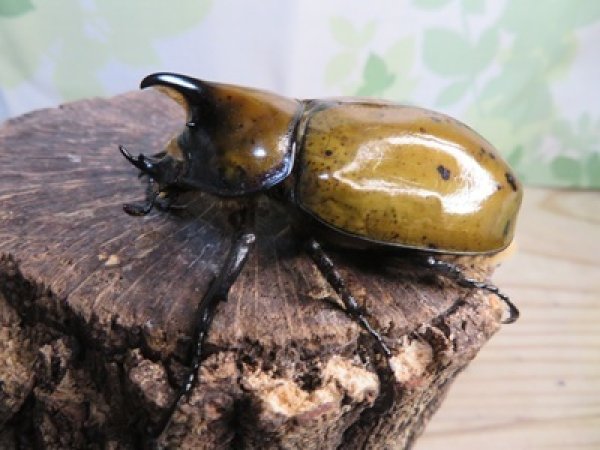 画像1: ☆新成虫☆マヤシロカブト♂60ミリ♀55ミリペア販売！！ (1)