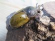 画像4: ☆新成虫☆マヤシロカブト♂60ミリ♀55ミリペア販売！！ (4)