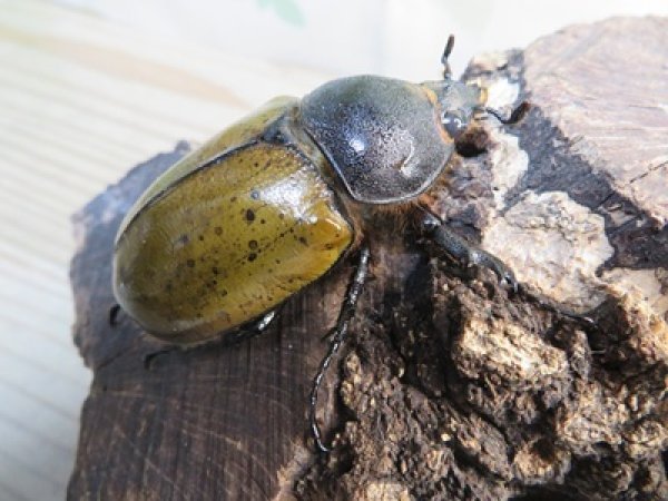 画像4: ☆新成虫☆マヤシロカブト♂60ミリ♀55ミリペア販売！！ (4)