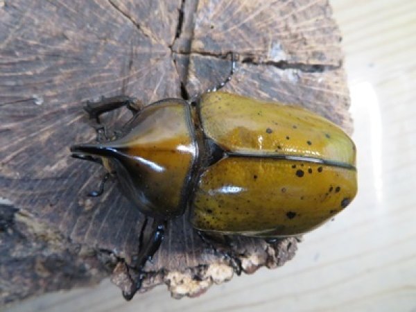 画像2: ☆新成虫☆マヤシロカブト♂60ミリ♀55ミリペア販売！！ (2)