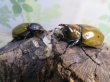 画像5: ☆新成虫☆マヤシロカブト♂60ミリ♀55ミリペア販売！！ (5)