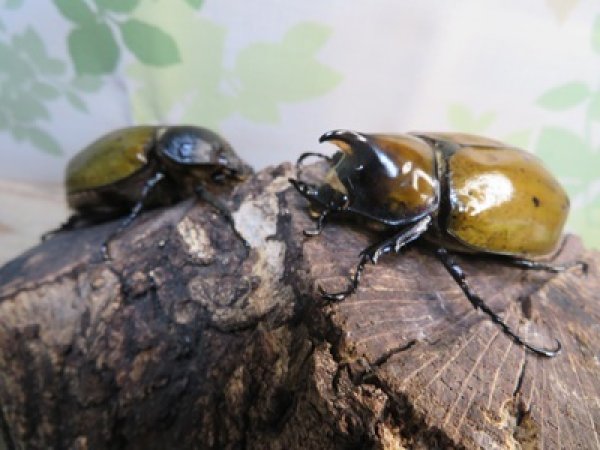 画像5: ☆新成虫☆マヤシロカブト♂60ミリ♀55ミリペア販売！！ (5)