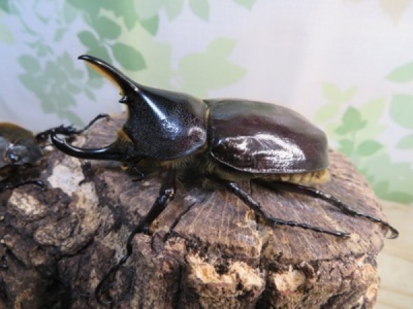 画像1: ☆新成虫☆D.H.レイディ♂75ミリ♀フリーサイズペア＋♀フリーサイズ計3頭トリオ販売！！ (1)